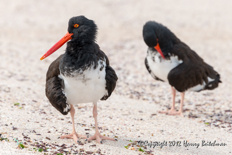 3685 American Oyster Catcher.jpg